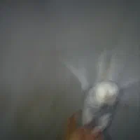 کفتر|پرنده|ایرانشهر, |دیوار