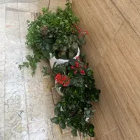 گل و گلدان|گل و گیاه طبیعی|رشت, رشتیان|دیوار