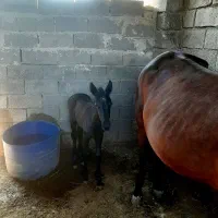 اسب فروشی|اسب و تجهیزات اسبسواری|بهبهان, |دیوار