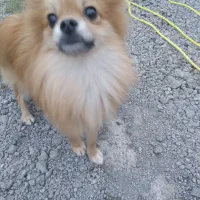 سگ اشپیتیز پامرین|سگ|رشت, لاکان|دیوار