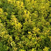 فروش شمشاد طلایی ونعنایی تعداد 1500عددموجوده|حراج|عباسآباد, |دیوار