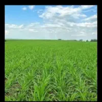 اجاره زمین کشاورزی چاه عمیق