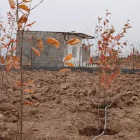 فروش ۲۵۰متر  باغ وباغچه مزرعه نو