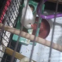 یک جفت فنچ نروماده|پرنده|قرچک, امین آباد|دیوار