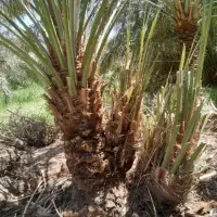 جونگ کن حرفهی سینگ از نعمت اباد ریگان