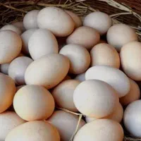 40عدد تخم مرغ تازه