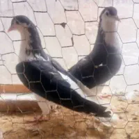 کبوتر چادری و سرخ دم سفید