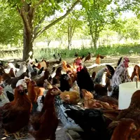فروش عمده مرغ تخم گذار ۷ماهه|حیوانات مزرعه|اصفهان, باغ کاران|دیوار