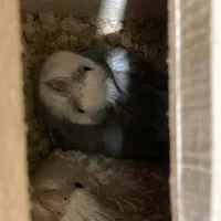 مولد گیرینچیک و یه تعداد عروس(جوجه و بالغ)ملنگو|پرنده|رشت, یخسازی|دیوار