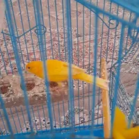 قناری نر|پرنده|لاهیجان, کوی آزادگان|دیوار