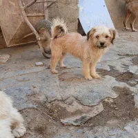 سگ پا کوتاه سگ خونگی|سگ|صباشهر, |دیوار
