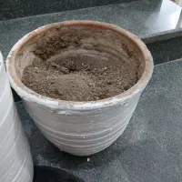 گلدان|گل و گیاه طبیعی|اصفهان, شاهزاده ابراهیم|دیوار