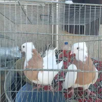 کلفه، گوباش آغ دورح