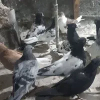 کبوتر رنگه|پرنده|مشهد, گرجی علیا|دیوار