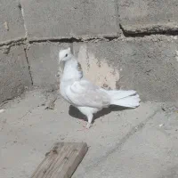 کبوتر فروشی