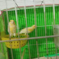 قناری جفت|پرنده|مشهد, شهید قربانی|دیوار