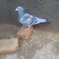 کبوترفروشی|پرنده|رشتخوار, |دیوار