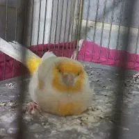 قناری نر و ماده