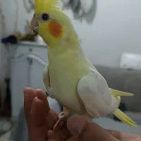 جوجه عروس هلندی