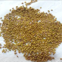 خرید وفروش بذر شبدر و یونجه|گل و گیاه طبیعی|مشهد, عیدگاه|دیوار