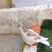 تابلو فرش کفتر|تابلو فرش|بیرجند, |دیوار