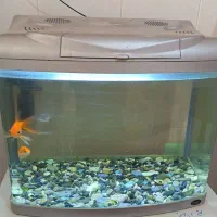 آکواریوم شیشه خم