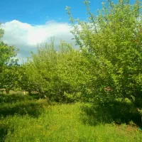 باغ حصارشده/۵۰۰متر.اهر
