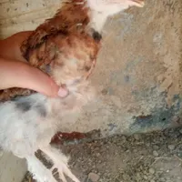 جوجه نژاددار مرغ خروس