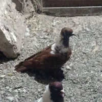 کبوتر ککیلی|پرنده|اردبیل, |دیوار