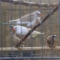 دو جفت فنج یک جفت معمولی یه جفت بنگالی روهم ۱۸۰۰