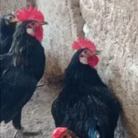 خروس ۲عدد