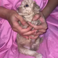 تاینی توی پودل|سگ|تهران, درختی|دیوار