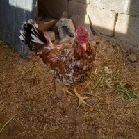 خروس گلین|حیوانات مزرعه|جوادآباد, |دیوار