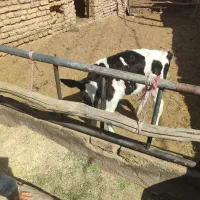 گوساله نر 2ماه امریکایی|حیوانات مزرعه|باخزر, |دیوار