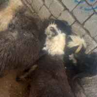 گوسفند (گوشت بره)