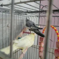 عروس هلندی|پرنده|اسلام‌شهر, شهرک محمدیه|دیوار