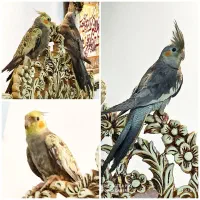 عروس هلندی