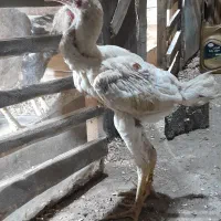 جوجه خروس لاری|حیوانات مزرعه|رحیم‌آباد, |دیوار