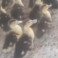 اوردک