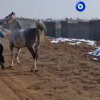 اسب|اسب و تجهیزات اسبسواری|شاهینشهر, نسیم ۵|دیوار