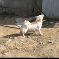 پاکوتاه ماده