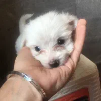 دو عدد شیتزو معاوضه با طوطی جفت مولد گیرنچیک و..