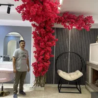 درختچه دیواری شکوفه گیلاس