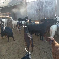 بره شیشک میش قوچ بزغاله، بز|حیوانات مزرعه|پیشوا, |دیوار