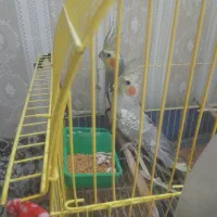 عروس هلندی|پرنده|مهدی شهر, |دیوار