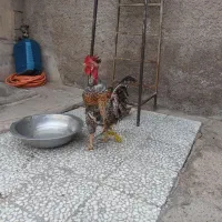 خروس بزرگ برا فروش