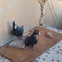 کفتر سبز  کلایی نر پلنگ ماده زاغ دمسفید ماده|پرنده|کرمان, |دیوار