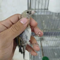 جوجه سهره معاوضه باکهنه|پرنده|نسیم‌شهر, |دیوار