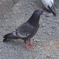 سلام کفتر گره در هشت بندی