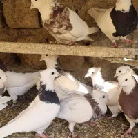 طوقی|پرنده|مبارکه, |دیوار